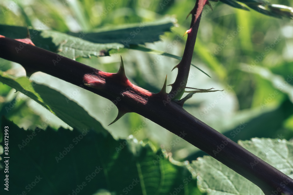 Poster Close up thorn on a green background. Macro view.