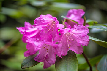 Rhododendron, pink flowers in close-up view on a blurred background.