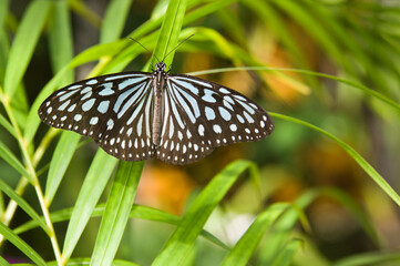 The name of the butterfly is Ceylon blue glassy tiger.
Scientific name is Ideopsis similis.