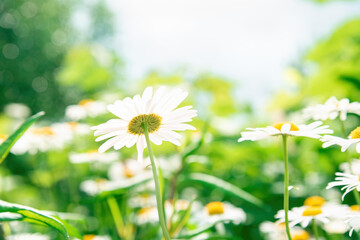 Camomile daisy flowers. Camomile field. Beautiful chamomile on a background of camomiles. Chamomile for medicine. Soothing chamomile