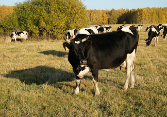 Cows herd on autumn meadow. Leftover fresh grass. Blue sky