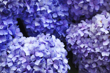 紫色の紫陽花