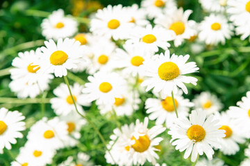 Camomile daisy flowers. Camomile field. Beautiful chamomile on a background of camomiles. Chamomile for medicine. Soothing chamomile