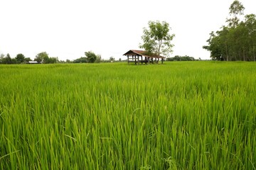 Obraz premium Green rice field, green grass in the wind,nature background 