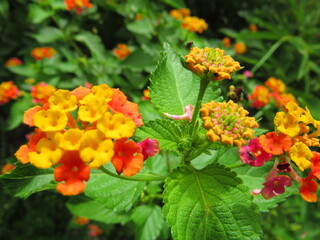 red and yellow flowers