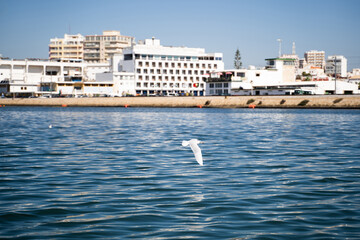 Seagull flying near the water with buildings in the background in Faro, Portugal.