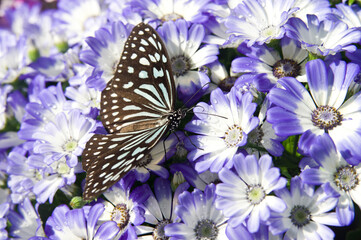 Butterfly is sucking flower nectar.The name of the butterfly is Ceylon blue glassy tiger.
Scientific name is Ideopsis similis.