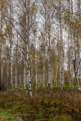 Birch growing in a grove