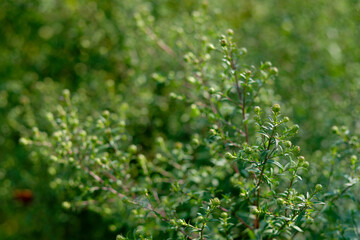 green grass background.  grass in close-up. beautiful bokeh background