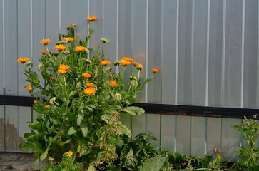 calendula flower. flowers in a garden. Yellow flowers by the fence. Garden flowers in a flower bed.