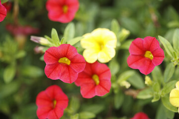 赤いミリオンベル