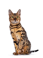 Handsome young male Bengal cat sitting facing front, looking to camera. One paw playful in air. Isolated on white background.