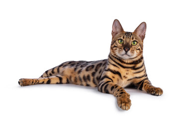 Handsome young male Bengal cat laying down side ways with paw over edge, looking to camera. Isolated on white background.