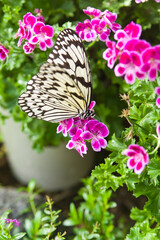 Butterfly is sucking flower nectar.
The name of the butterfly is Tree Nymph Butterfly,Rice Paper butterfly.
Scientific name is Idea leuconoe Erichson, 1834.
