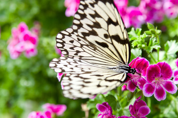 Naklejka premium Butterfly is sucking flower nectar. The name of the butterfly is Tree Nymph Butterfly,Rice Paper butterfly. Scientific name is Idea leuconoe Erichson, 1834. 