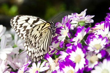 Fototapeta na wymiar Butterfly is sucking flower nectar. Tree Nymph Butterfly 