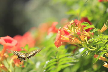 アゲハチョウと花