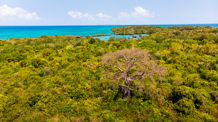 Baobab tree on island in Indian Ocean 