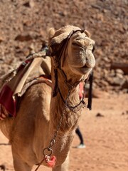 Portrait camel in the desert