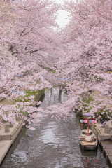 埼玉、元荒川の桜並木