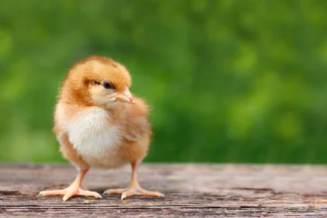 Wandaufkleber Cute little chicken on a wooden background © Екатерина Переславце