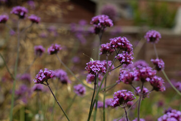 Butterfly peeking over purple flower