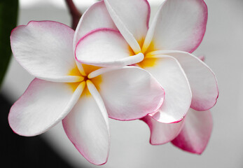 Selective pink plumeria beautiful flowers on isolated background