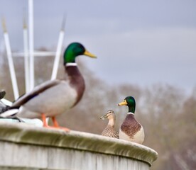 Male mallards standing on a fountain in the city