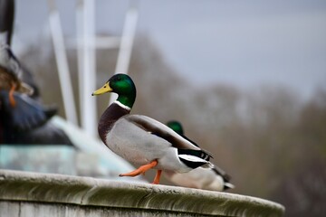 Male mallards standing on a fountain in the city