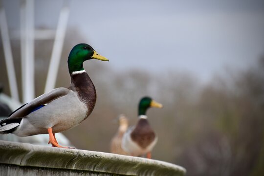 Male mallards standing on a fountain in the city