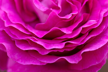 Purple-lilac coloured Chartreuse de parme Delbard roses