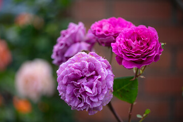 Purple-lilac coloured Chartreuse de parme Delbard roses