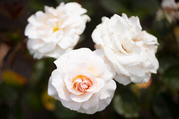 Light pink or creamy pink Dame Cath floribunda roses