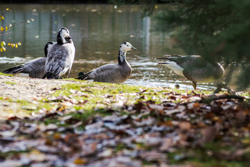 group of black and white ducks, Barnacle goose, Branta leucopsis, resting on the grass