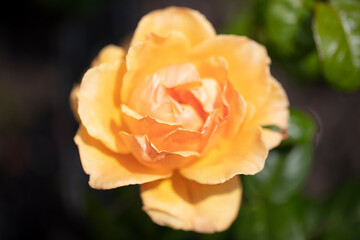 Medium yellow or golden-yellow, apricot shading Floribunda Easy Going rose.
