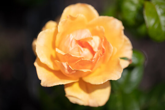 Medium yellow or golden-yellow, apricot shading Floribunda Easy Going rose.