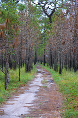 Obraz premium path in autumn forest