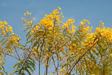 yellow flower against the sky