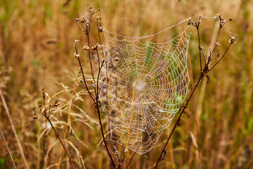 Cobweb with dew on a meadow on a cloudy morning
