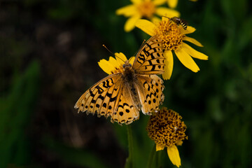 Atlantis Fritiallary (Speyeria atlantis) Butterfly Sharing a Meal With a Neighbor