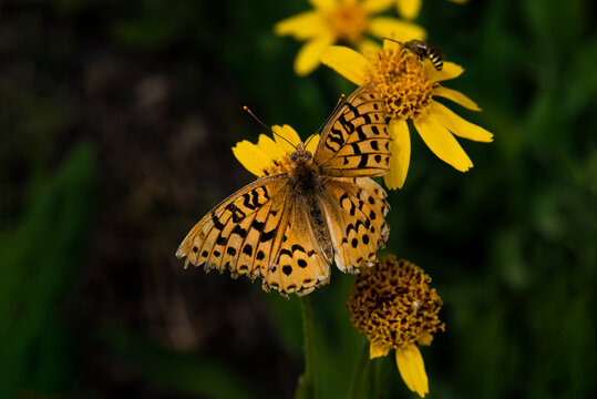 Atlantis Fritiallary (Speyeria atlantis) Butterfly Sharing a Meal With a Neighbor