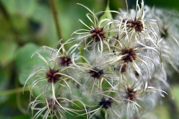 Samen einer Waldrebe