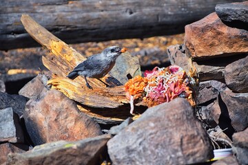 Gray Jay (PERISOREUS CANADENSIS) bird widespread of the boreal and subalpine coniferous forests of North America stealing food from a campsite in Uinta Mountains from, Utah, United States.