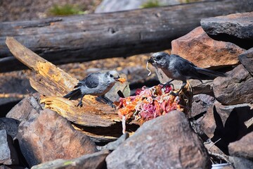 Gray Jay (PERISOREUS CANADENSIS) bird widespread of the boreal and subalpine coniferous forests of North America stealing food from a campsite in Uinta Mountains from, Utah, United States.