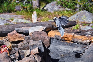 Gray Jay (PERISOREUS CANADENSIS) bird widespread of the boreal and subalpine coniferous forests of North America stealing food from a campsite in Uinta Mountains from, Utah, United States.
