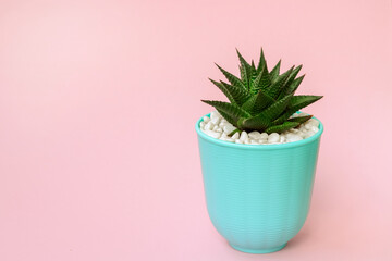 Haworthia on pastel pink background. succulent plant in blue pot. Minimal still life concept, copy space.