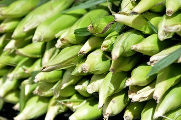 Obraz premium Close up view of corncobs at market