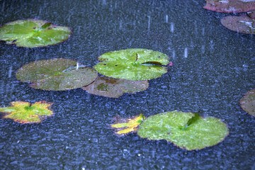 池に降る雨