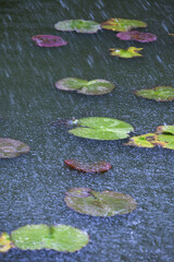 蓮池に降る雨とカエル
