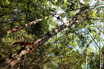 Phou Khao Khouay park in Laos